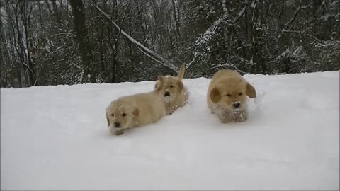 Nine Puppies Get A Chance To Play In The Snow For The 1st Time !