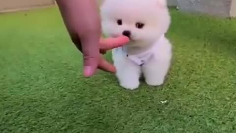 Cute puppy Play 😍