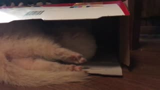 Cute ferret, Snowball and her box