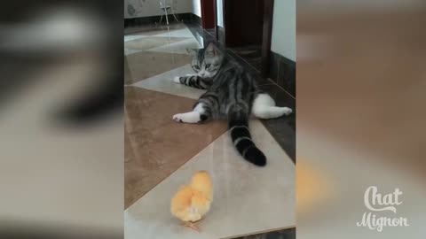 This cat is scared of a chick!