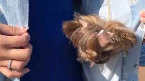 Tiny Puppy Adorably Fits Inside Jacket Pocket