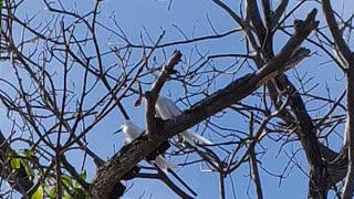 Protected birds in Maldives