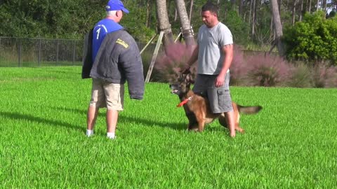 Guard Dog Training in details.