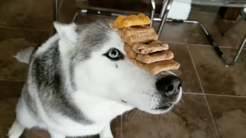 Talented Husky Doing Great With Biscuit Stacking Challenge !!