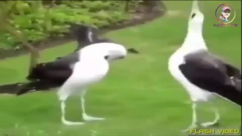 Birds dancing on the rhythm of Moroccan music