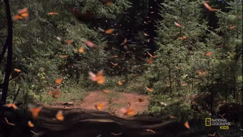 Amazing Animals |Monarch Butterfly |