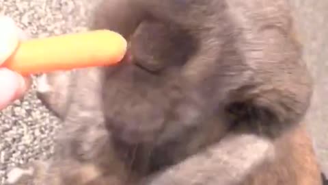 Sweet bunny chomps on carrot