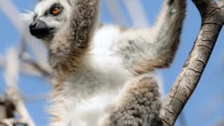 world of wildlife - Lemurs of Madagascar, Ring-Tailed Lemurs