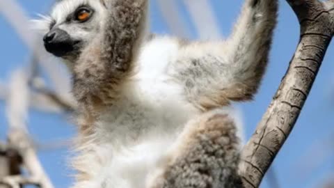 world of wildlife - Lemurs of Madagascar, Ring-Tailed Lemurs