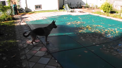 German Shepherd snatches ball from pool cover
