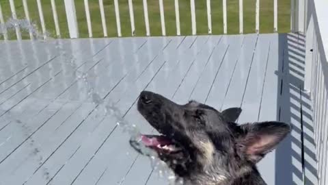 German Shepherd Dog Cools Off in Heat Wave