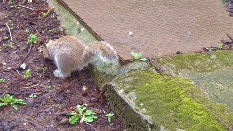 Grey Squirrels Beaumont park 2nd April 2015.Plymouth Atliantic Ocean City