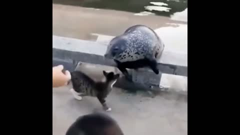 A Remarkable video of cats and turtles