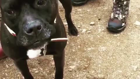 Black pitbull whimpers on windy trail