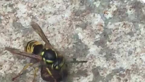 Wildlife Wasp trying to fly off with a chunk of cat food