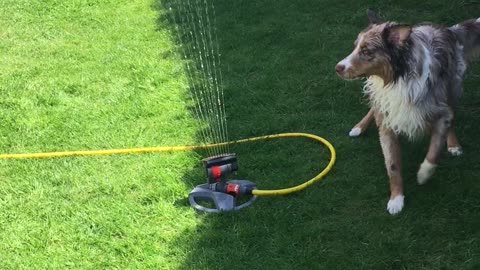 Cute dog fights the lawn sprinkler