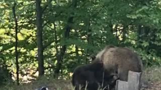 Wild bear cubs playing next to the road