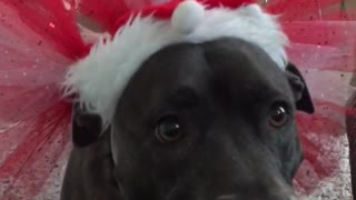 Christmas dog