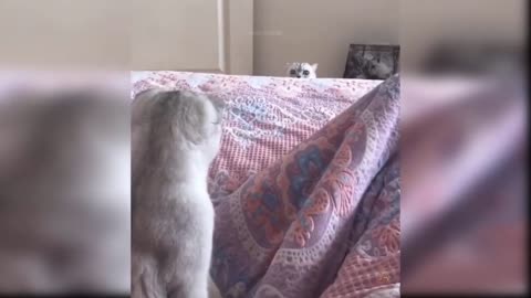 Funny Cats, try not to laugh challange!