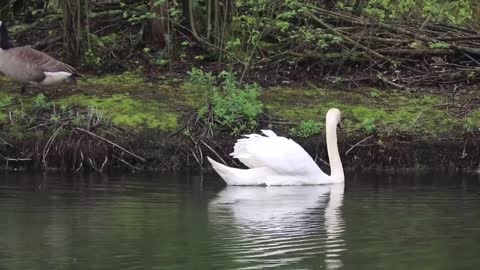 Swans enjoy swimming in the pond