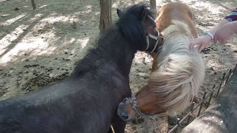 Small ponies use teamwork to scratch each other's back