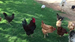 The way the rooster crows, it's so proud