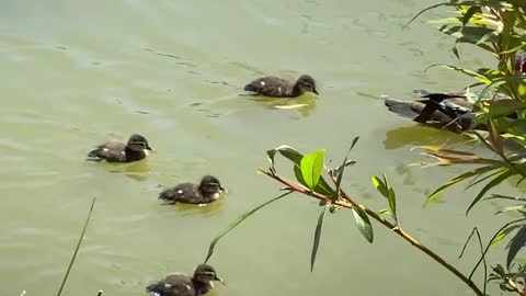 Turtle swimming, mama with 4 ducklings swimming