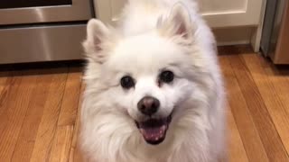 White dog wags tail in kitchen