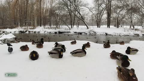 Lots of Ducks in winter park / 冬の公園の鴨