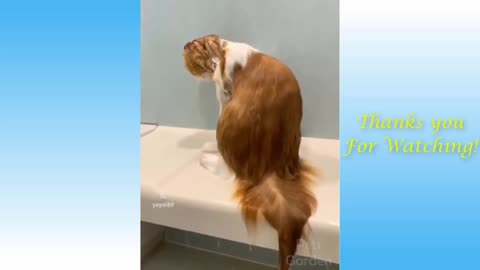 funny dog ​​and cat videos - too cute