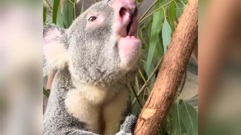 For those who have never heard what noise a koala makes , here yogi.