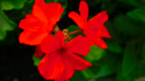My red flowers