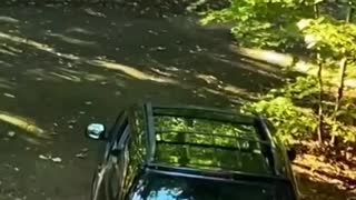 Bear clubs climb into car's open window