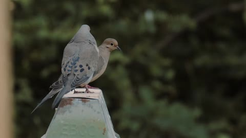 A bird guards his wife before she leaves