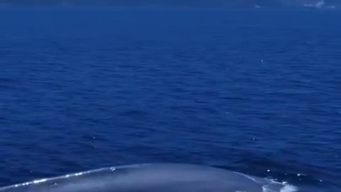 whale ocean (amazing video ) 2021