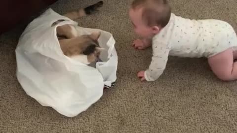 baby see the cat in the bag an see next what happend