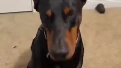 can your dog do this || tiktok dogs meems #shorts