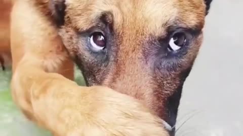 Cute dog 🐕 Funny video|Dog 🐕 Amazing Video|Dog Training