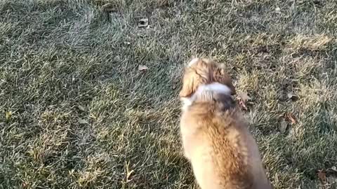 Puppy meets deer