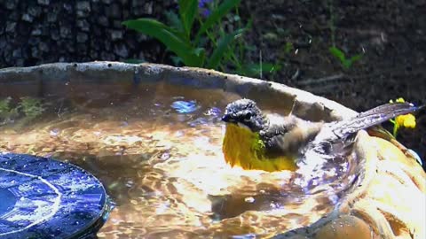 A bird taking a bath