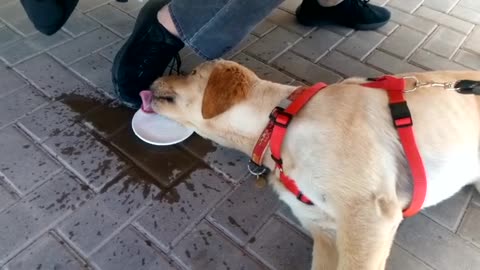 Super lazy doggy drinks water lying down