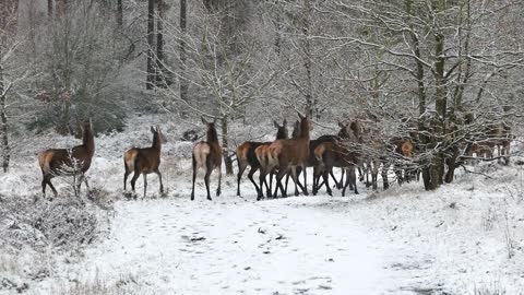 Herd of Deer Running On snowy