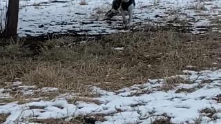 Big Dog, Big Stick