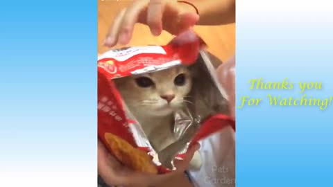 03.Animals Doing Things 😍 Funny Cat and Dog Videos Compilation