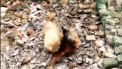 Chicken vs Dog fight!