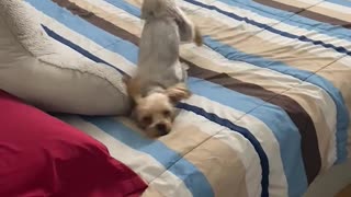 Yorkie Pup Has Fun Rubbing Face On Bed