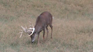 Mountain Clean Whitetails. (Hickory @ 3 yrs. old )