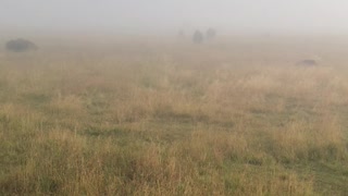 Bison Bellows in the Mist
