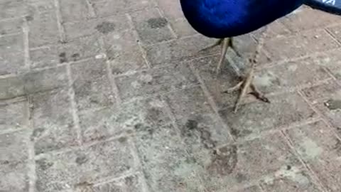 Beautiful bird eating