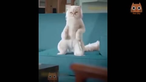 Cat funny crazy